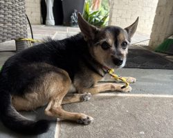 chipin dog for adoption in charlotte