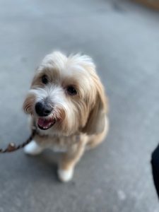 Jax, a Havanese dog for adoption in toronto