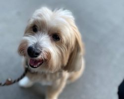 Jax, a havanese dog for adoption in toronto