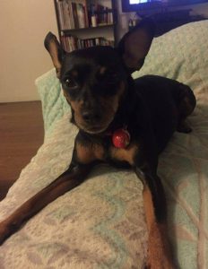 Rehomed – kujo – sweet purebred minpin in la