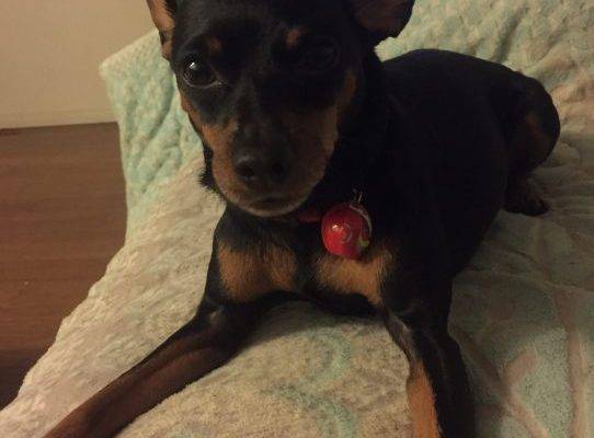 REHOMED – Kujo – Sweet Purebred MinPin in LA