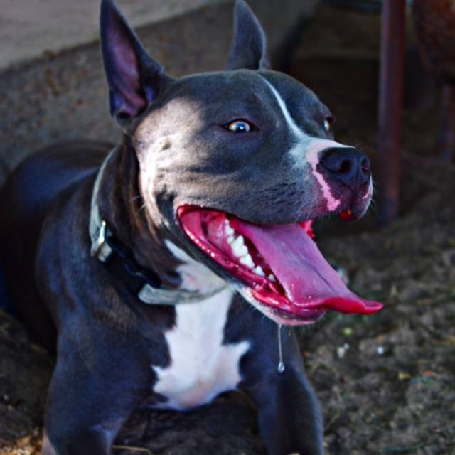 ADOPTED – Gorgeous Grizzly – Purebred 1 YO Male Blue Nose American Pitbull Terrier  Dallas, Texas