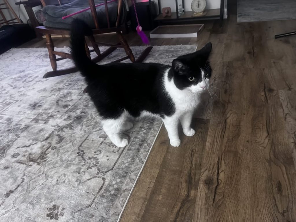 pets for adoption near you Photo Adorable Black and White Tuxedo Cat For Adoption in Ottawa (Almonte) ON – Meet Theo