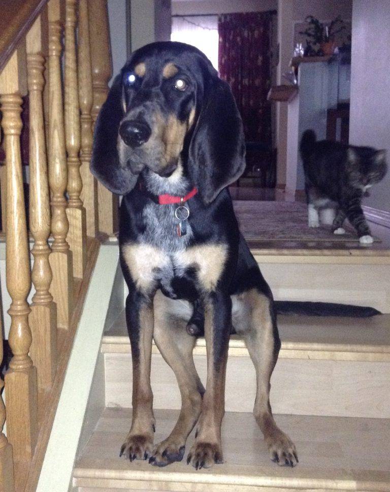 ADOPTED Bluetick Coon Hound / Bloodhound Puppy Calgary, AB