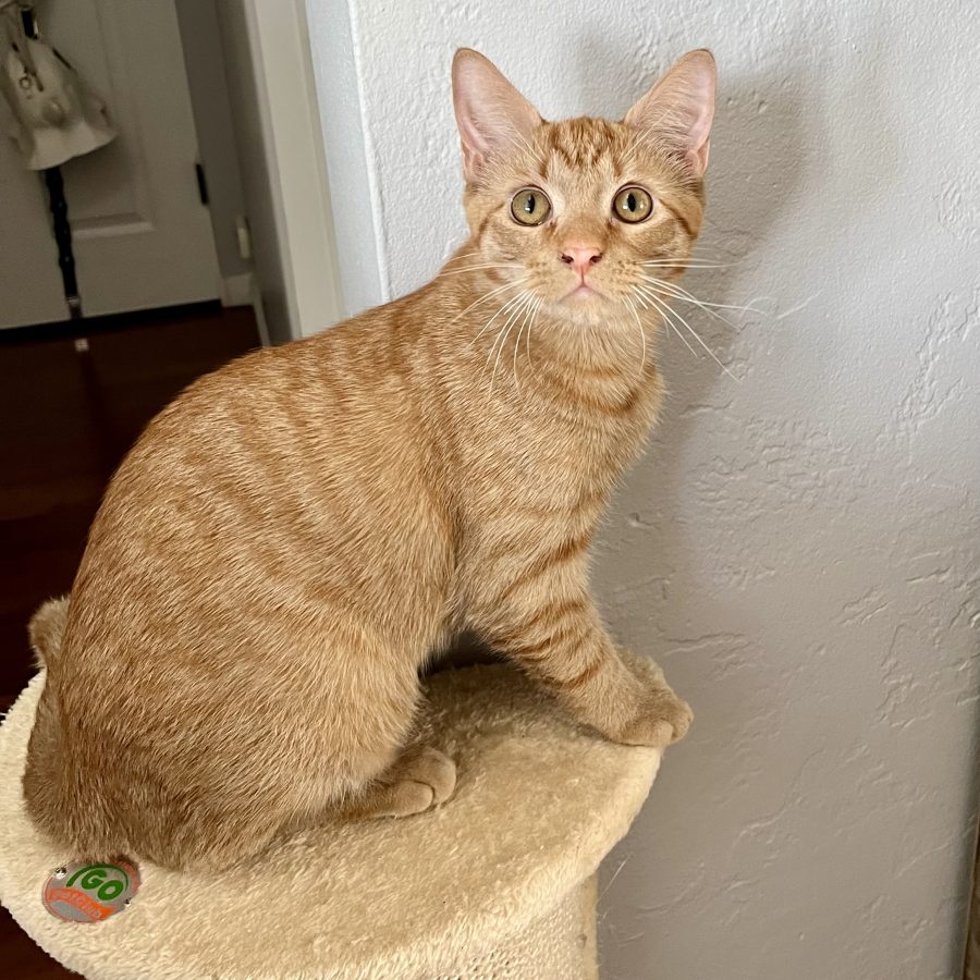 Oliver, an orange tabby kitten for adoption in san diego, california. He has an apricot colored coat and amazing amber colored eyes that match his coat perfectly