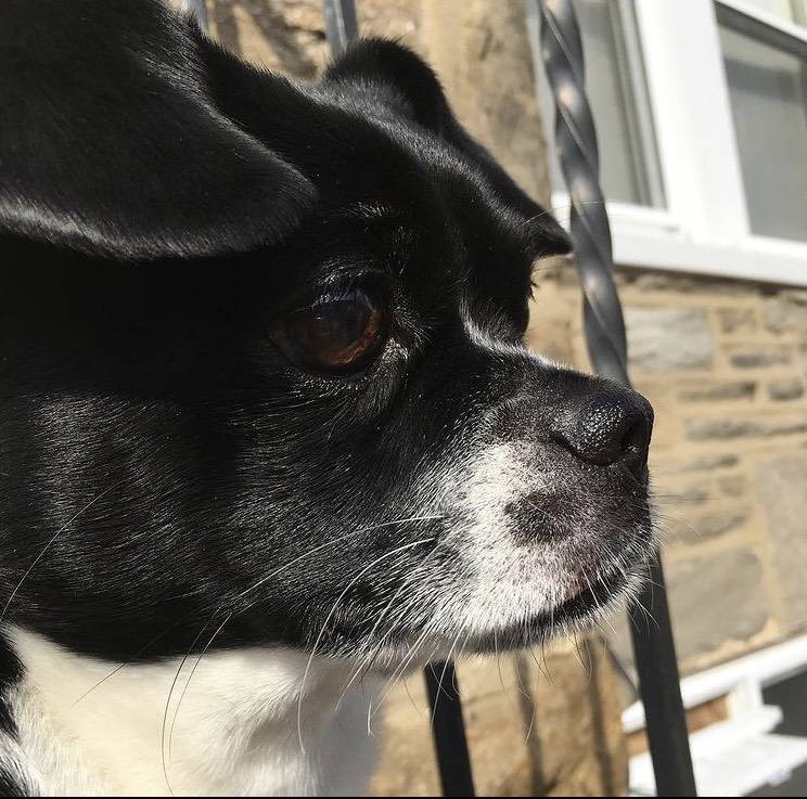 Shih-Tzu Cocker Spaniel Mix Dog For Adoption in Philadelphia PA – Supplies Included – Adopt Dexter