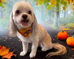 Imperial Shih Tzu For Adoption In Edmonton Ab