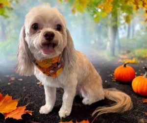 Photo imperial shih tzu for adoption in edmonton ab