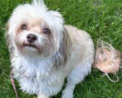 Imperial Shih Tzu For Adoption In Edmonton Ab