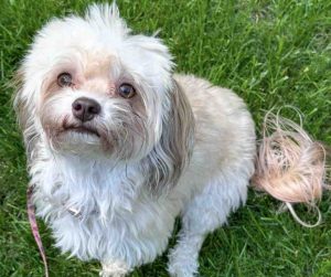 Photo imperial shih tzu for adoption in edmonton ab