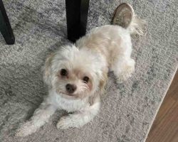 Imperial Shih Tzu For Adoption In Edmonton Ab