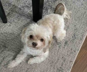 Photo imperial shih tzu for adoption in edmonton ab