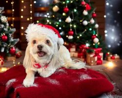 Imperial Shih Tzu For Adoption In Edmonton Ab