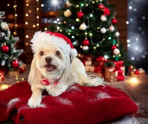 imperial shih tzu for adoption in edmonton ab