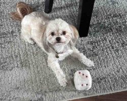 Imperial Shih Tzu For Adoption In Edmonton Ab