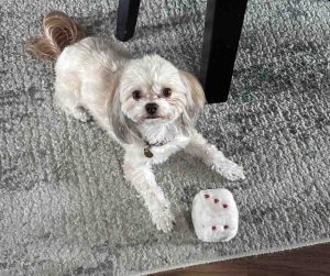 Photo imperial shih tzu for adoption in edmonton ab