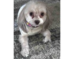 Imperial Shih Tzu For Adoption In Edmonton Ab