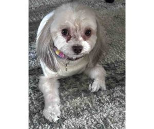 Photo imperial shih tzu for adoption in edmonton ab