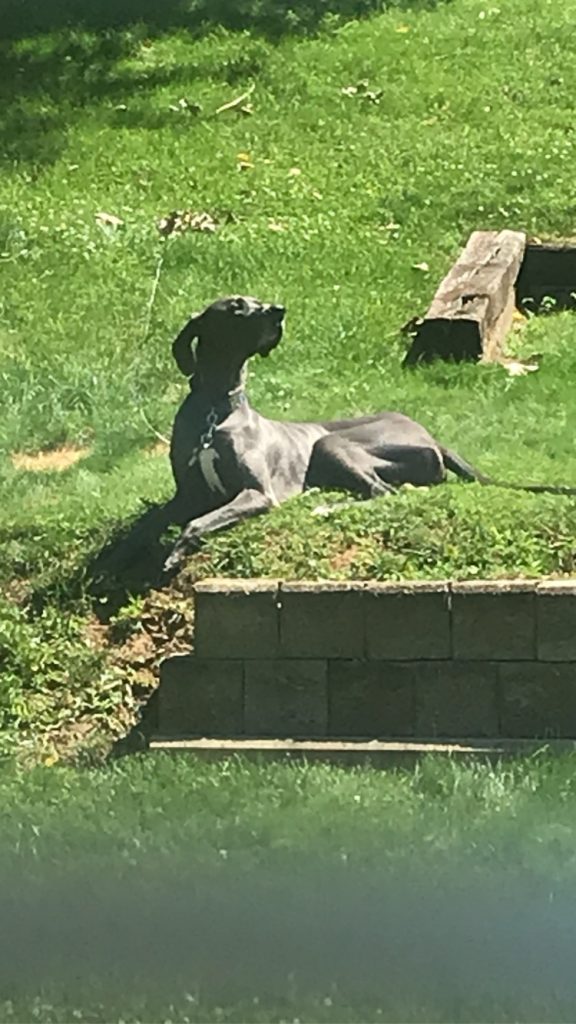 Blu great dane dog for adoption in cincinnati area