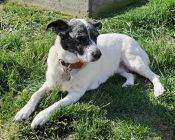 Border Collie Mix For Adoption Near Calgary AB