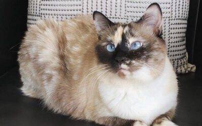 Stunning Manx Snowshoe Siamese Cat For Adoption in Okotoks AB – Supplies Included – Adopt Willow