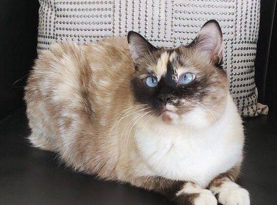 Stunning Manx Snowshoe Siamese Cat For Adoption In Okotoks AB – Supplies Included – Adopt Willow
