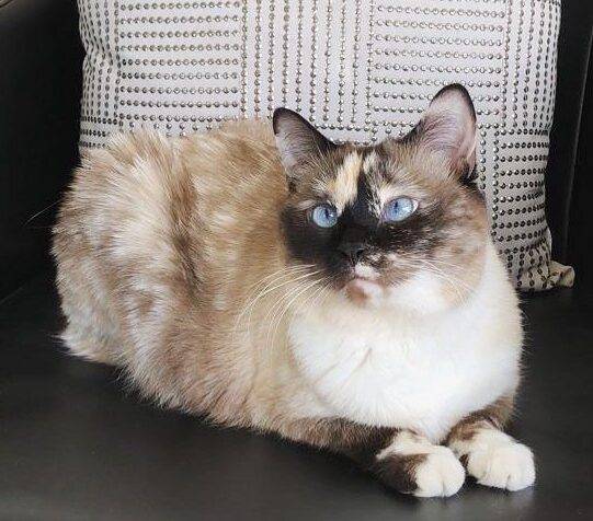 Stunning Manx Snowshoe Siamese Cat For Adoption in Okotoks AB – Supplies Included – Adopt Willow