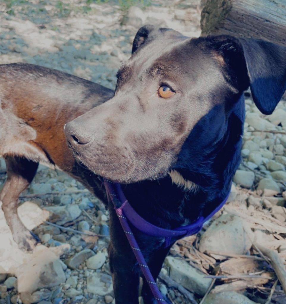 Obedience trained rottweiler mix dog for adoption in indianapolis in – supplies included – adopt dakota