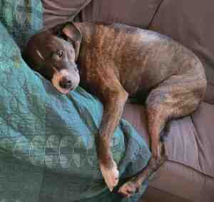Plott hound for adoption in san diego