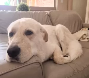 Great pyrenees dog for adoption near dallas fort worth in allen texas – meet tucker