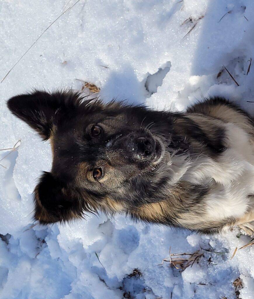 Zoe is a german shepherd border collie mix dog to adopt in calgary ab