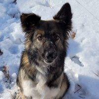 Border Collie German Shepherd Mix Dog For Adoption In Calgary Alberta – Supplies Included – Adopt Zoe