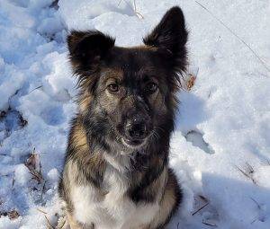 Border Collie German Shepherd Mix Dog For Adoption In Calgary Alberta – Supplies Included – Adopt Zoe