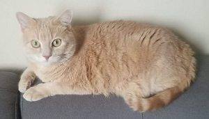 Orange tabby cat for adoption in calgary – supplies included – adopt happy