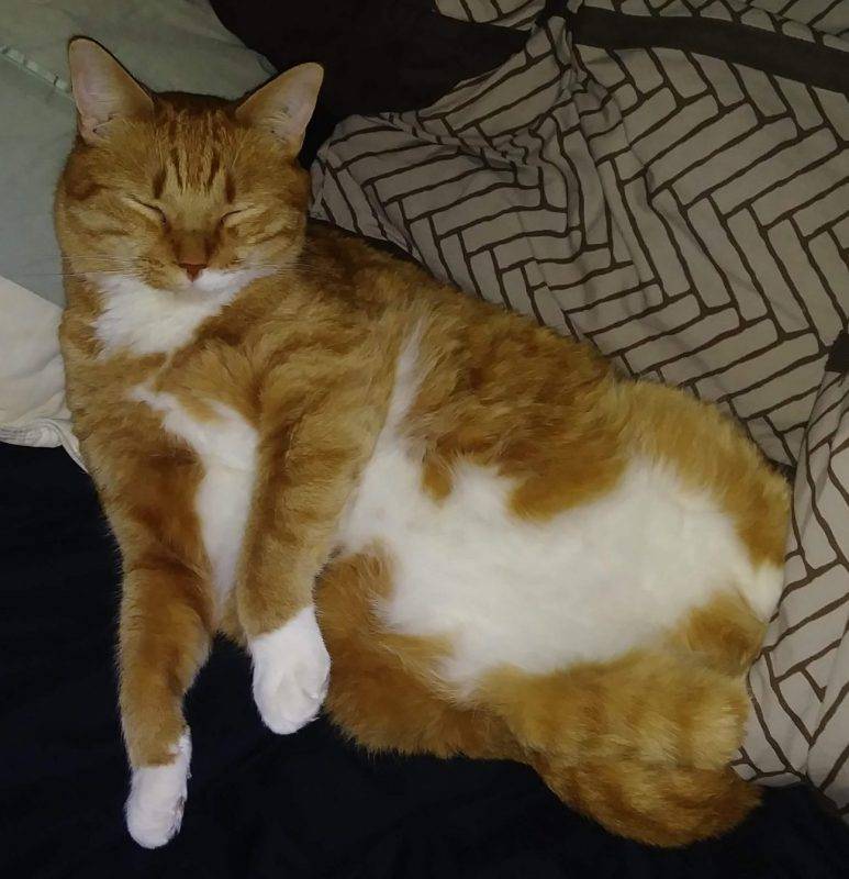Orange tabby cat for adoption in edmonton ab