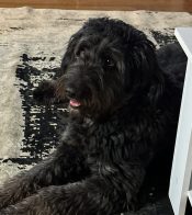 Aussiedoodle Dog For Adoption In Edmonton, Alberta
