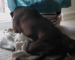 Plott hound for adoption in san diego