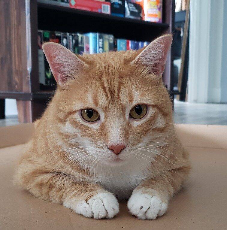 Orange Tabby Cat For Adoption in Calgary Alberta Supplies Included