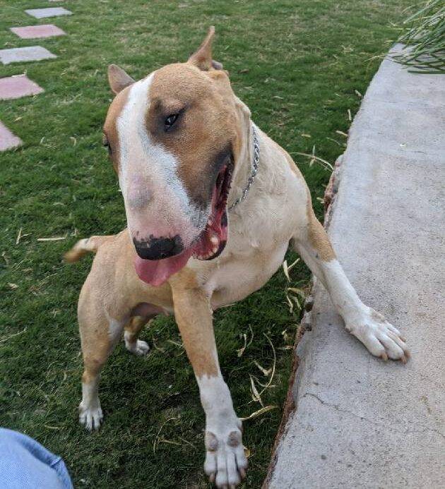 Bull Terrier for adoption in El Paso Texas