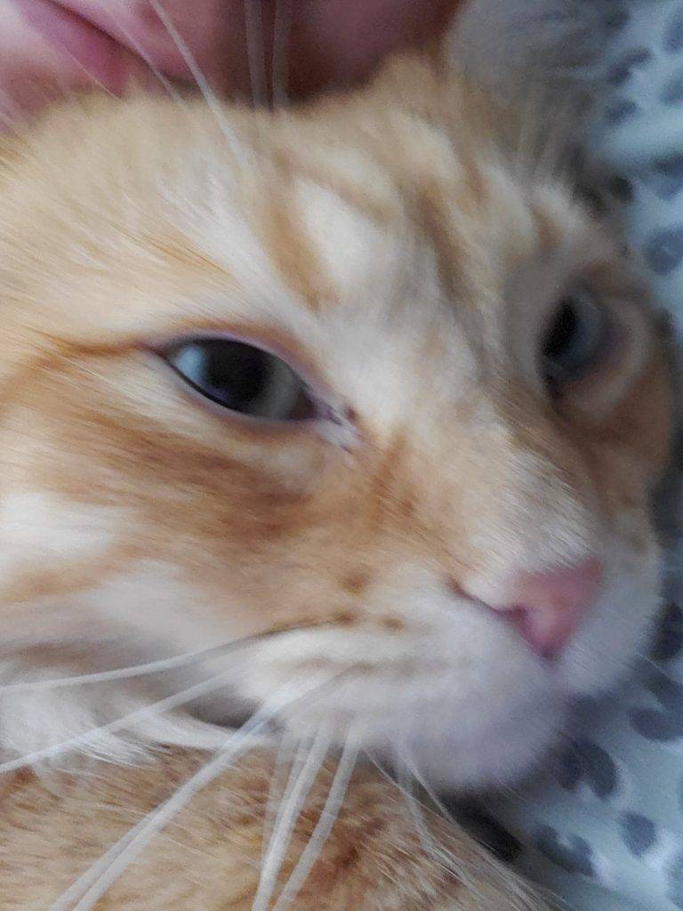 Toby, an orange tabby cat in san antonio looking for a new home