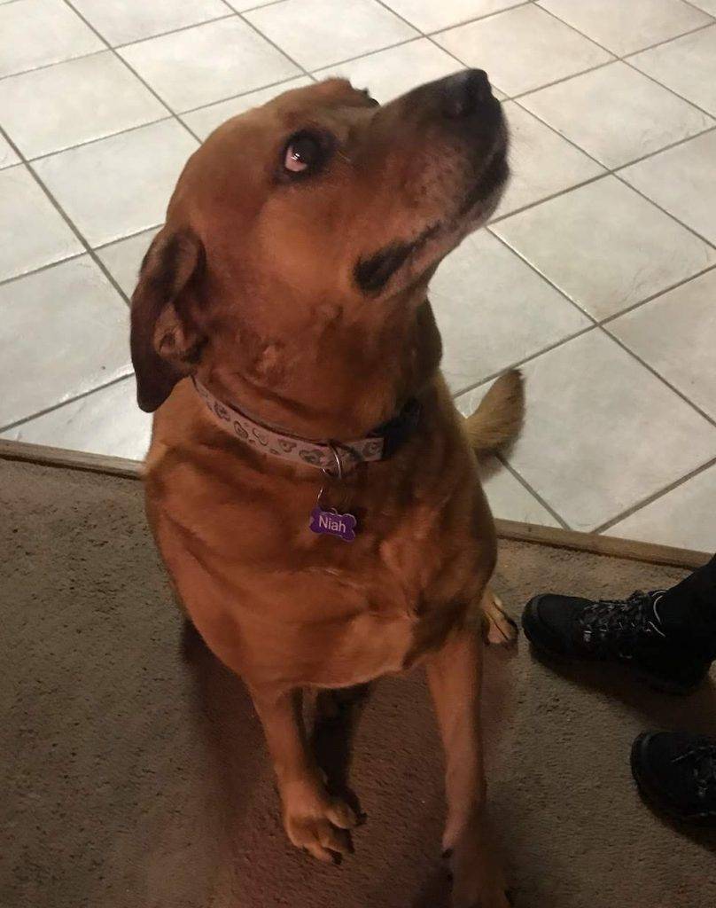 German Shepherd Chow Chow Mix Dog For Adoption Maryland