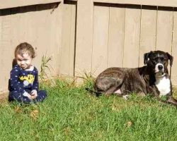 Plott hound for adoption in san diego