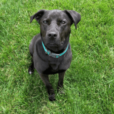 Affectionate Lab And Pitbull Mix For Adoption In Rio Rancho NM – Supplies Included – Adopt Indy