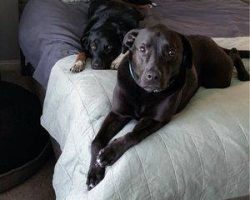 Affectionate lab and pitbull mix for adoption in rio rancho nm - supplies included - adopt indy
