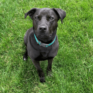 Affectionate lab and pitbull mix for adoption in rio rancho nm - supplies included - adopt indy