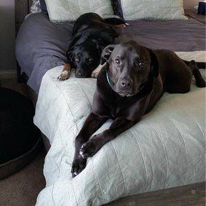 Affectionate lab and pitbull mix for adoption in rio rancho nm - supplies included - adopt indy