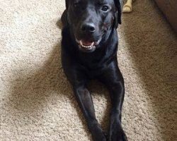 Affectionate lab and pitbull mix for adoption in rio rancho nm - supplies included - adopt indy