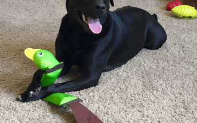 Affectionate Lab and Pitbull Mix For Adoption in Rio Rancho NM – Supplies Included – Adopt Indy