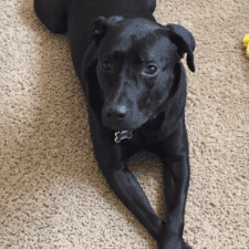 Affectionate Lab And Pitbull Mix For Adoption In Rio Rancho NM - Supplies Included - Adopt Indy