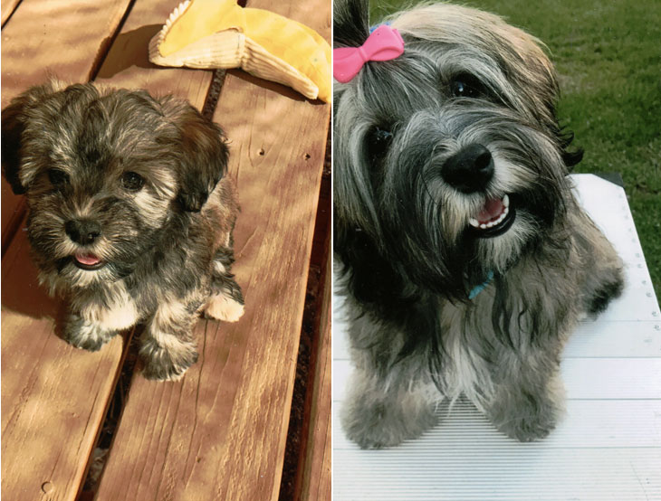 Havanese dog for adoption in tucson
